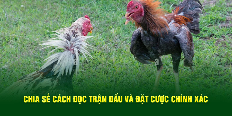 chia-se-cach-doc-tran-dau-va-dat-cuoc-chinh-xac.webp