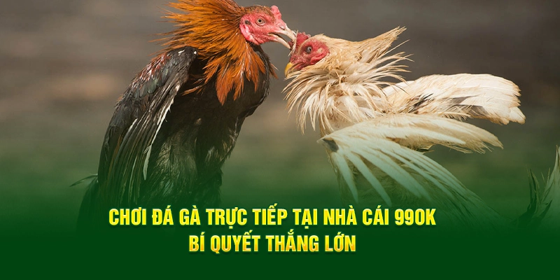 choi-da-ga-truc-tiep-tai-nha-cai-99ok-bi-quyet-thang-lon.webp